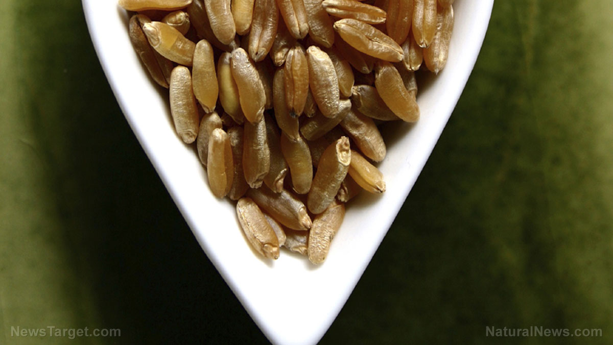 Kamut: Rediscovering an ancient grain for modern diets