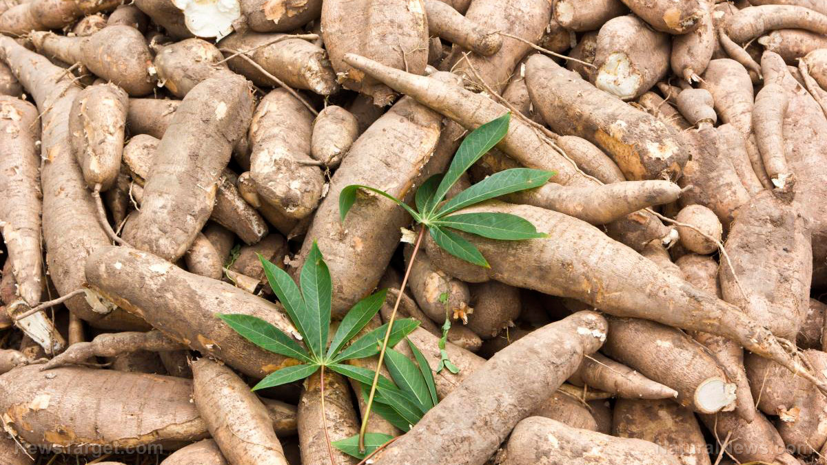 Planting cassava can help rejuvenate degraded soil