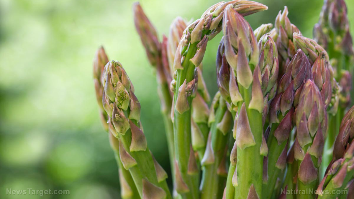 Home gardening basics: How to grow asparagus
