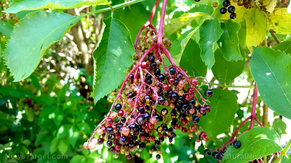 Strengthen your immune system with elderberry juice, a nutritious natural home remedy (recipe included)