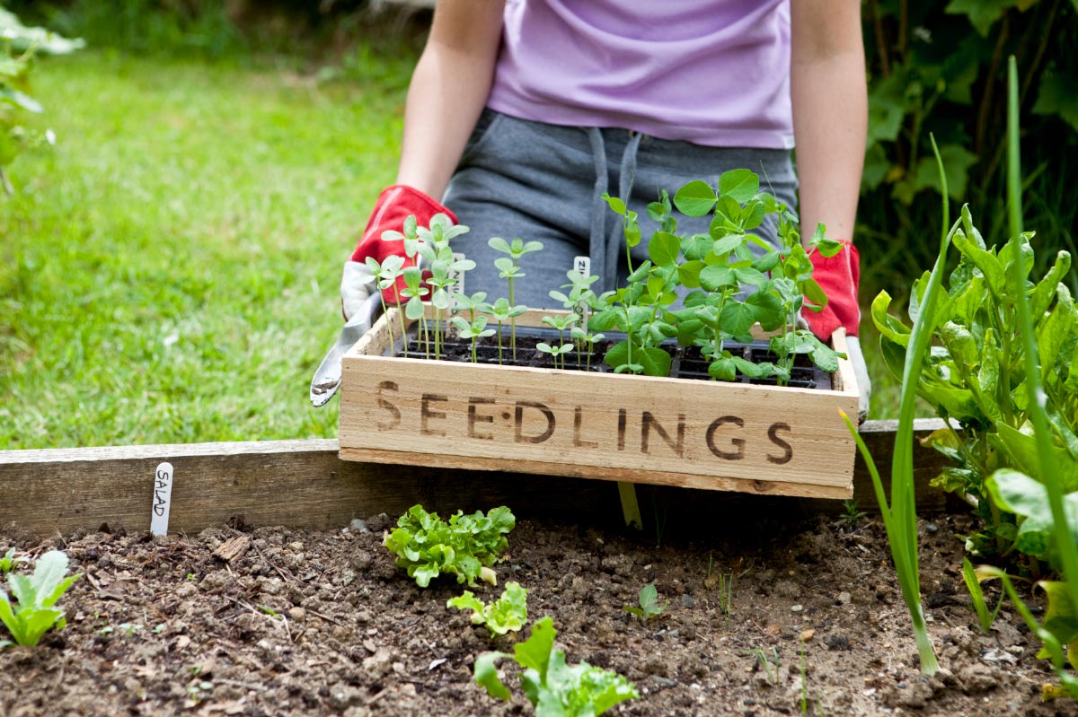 Home gardening basics: How to create a no-till, raised row garden