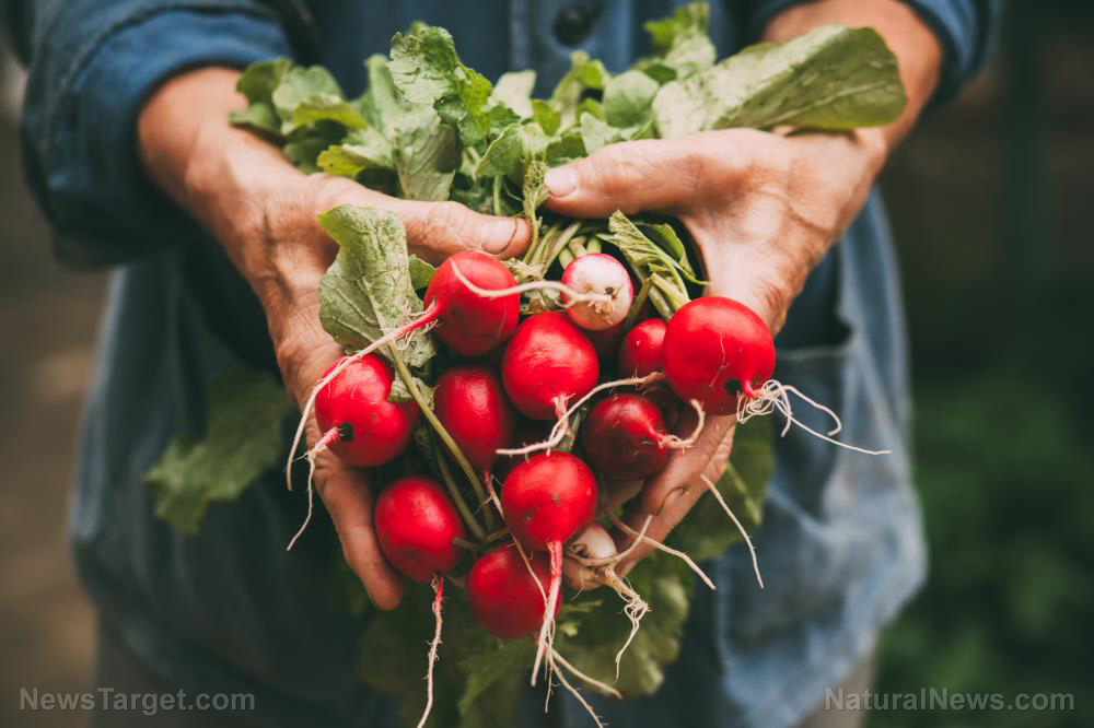 8 Amazing health benefits of radishes (recipes included)