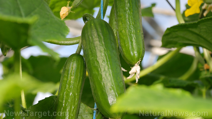 Cucumber vs zucchini: How do they differ?