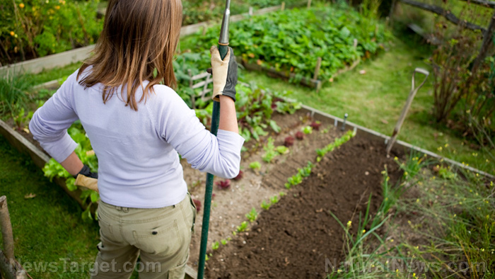 Gardening tips: 10 Ways to improve soil fertility