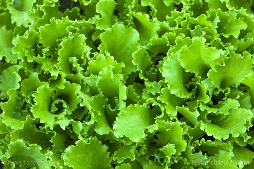 Lutein in leafy greens may help prevent cognitive decline