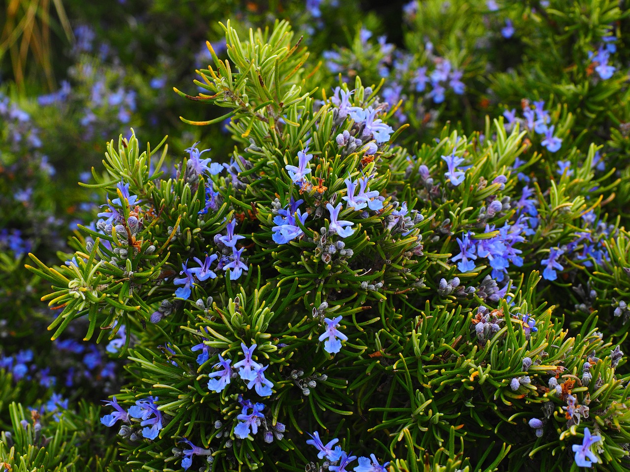 Boost your overall health with rosemary, a great source of antioxidants (recipe included)