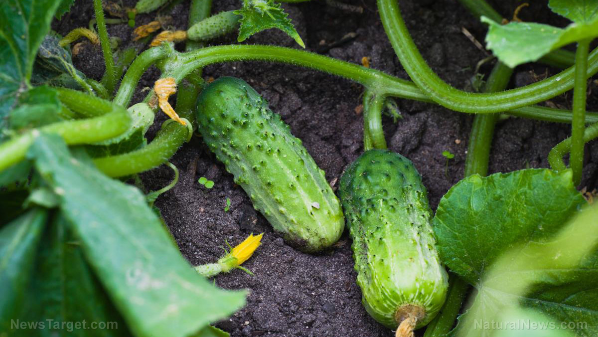 10 Fast-growing vegetables to plant in your home garden