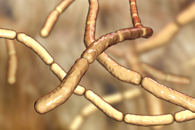 Fungal strains in agriculture soils could have herbicide potential