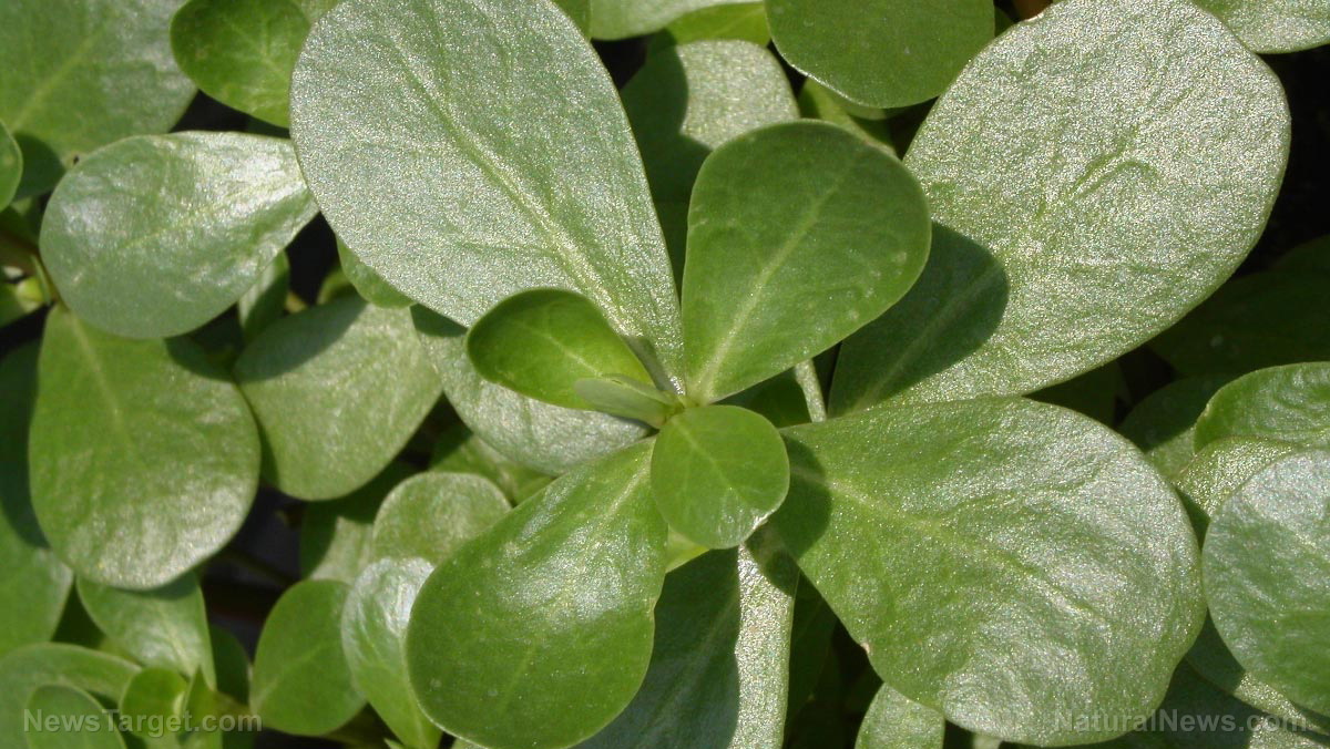 Foraging for purslane, a nutritious and useful medicinal herb (recipe included)
