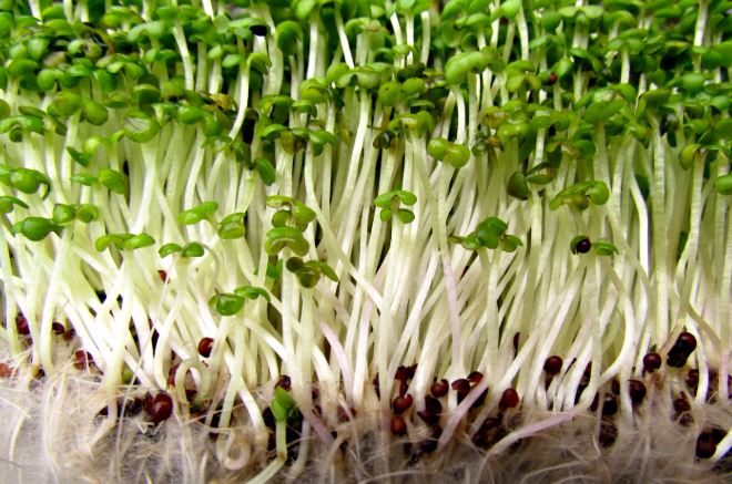 Garden fresh: How to grow nutritious sprouts at home