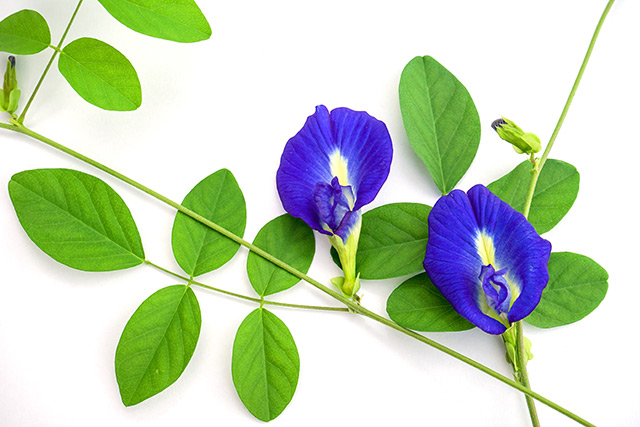 Avoid the sugar slump after meals: Blue pea extract could keep your blood sugar levels stable