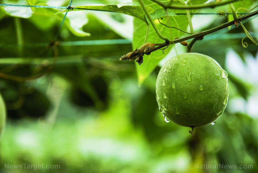Enhanced stem cell function from monk fruit produces anti-aging effects