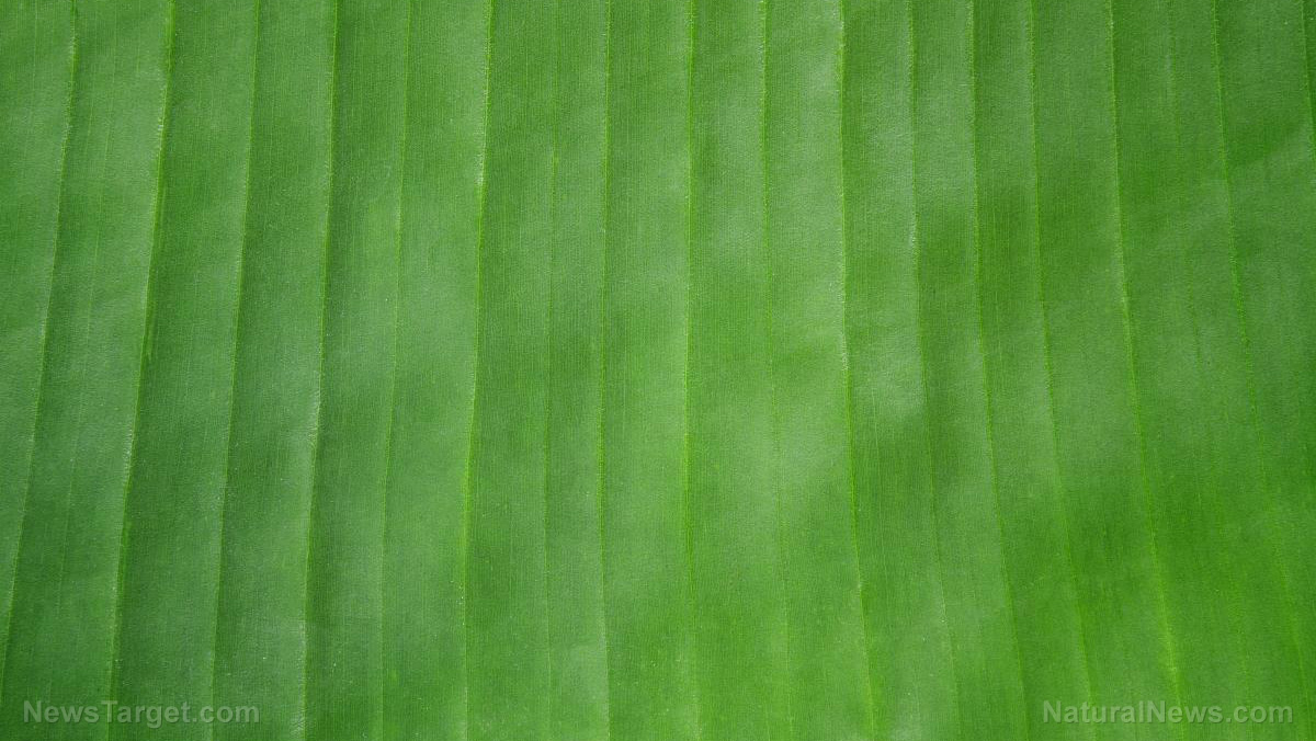 Plastic waste reduced: Thailand and Vietnam use banana leaves as sustainable packaging