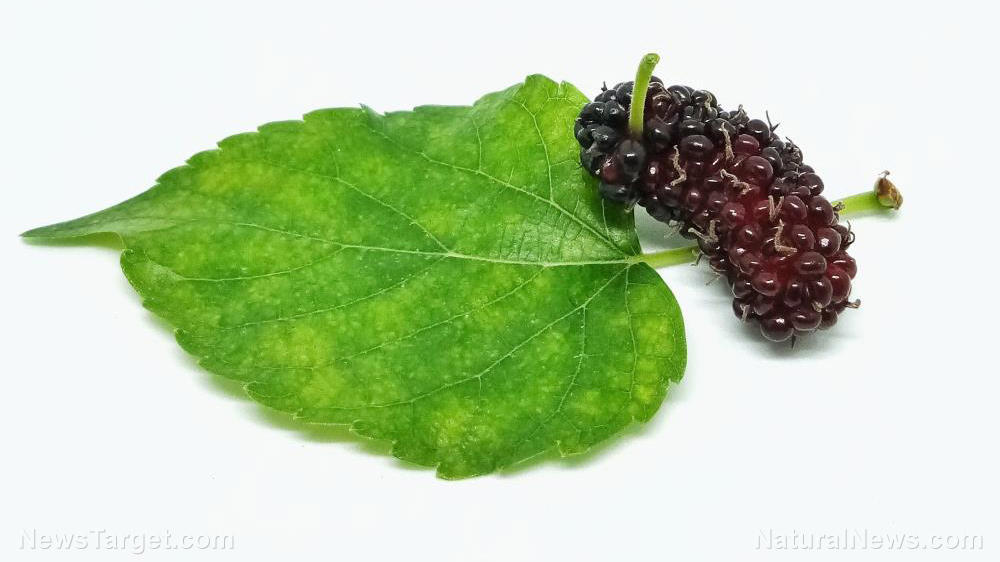 Mulberry fruit extract improves insulin sensitivity