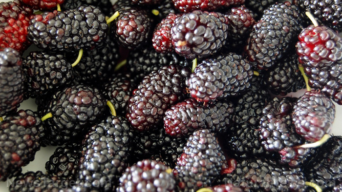 Can mulberry treat diabetes?
