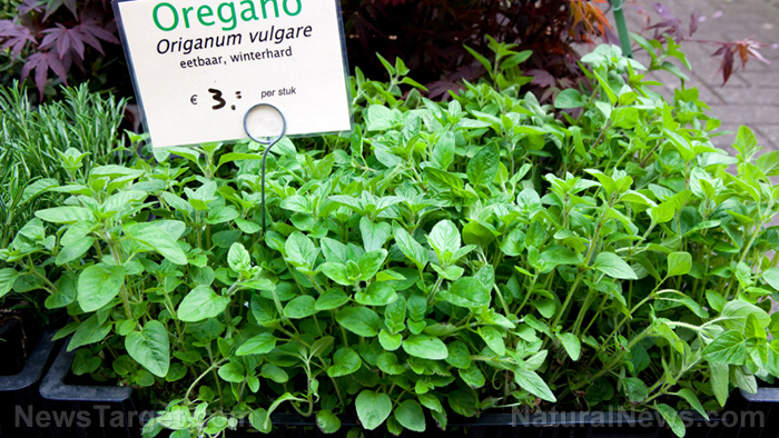 Oil of oregano kills pathogens safely and effectively