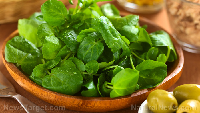 Getting your leafy greens every day slows brain aging by a decade or more, scientists discover