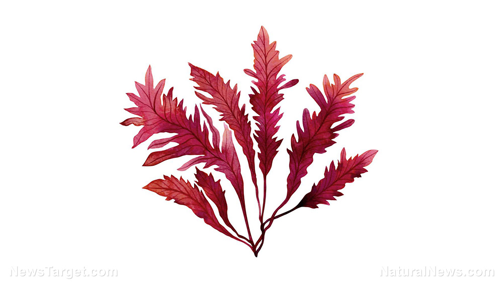 Edible red seaweed found in many dishes from Korea, Japan, and China found to prevent neurological disorders