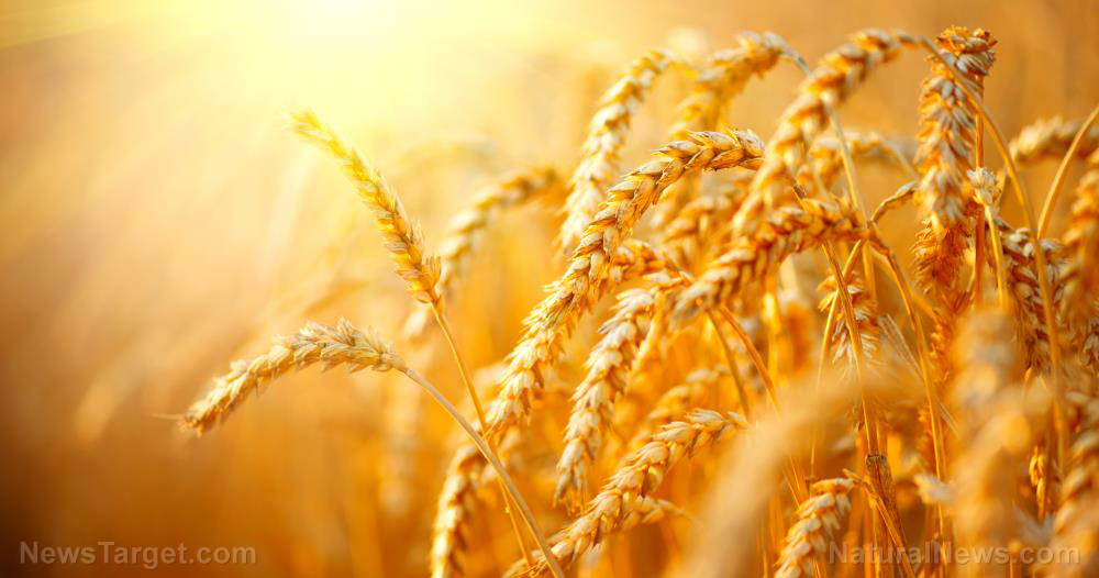 FOOD APOCALYPSE: The world has just 10 weeks’ worth of wheat left