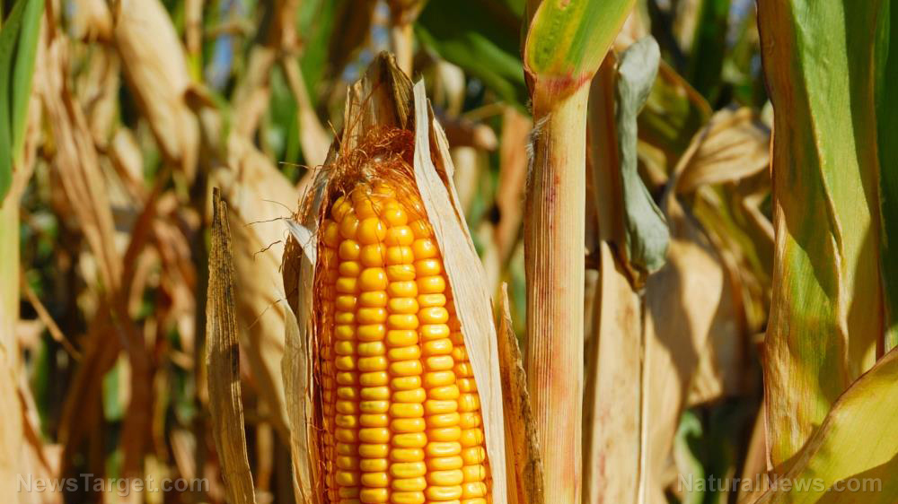 Brazilian corn not expected to hit Chinese markets until 2023