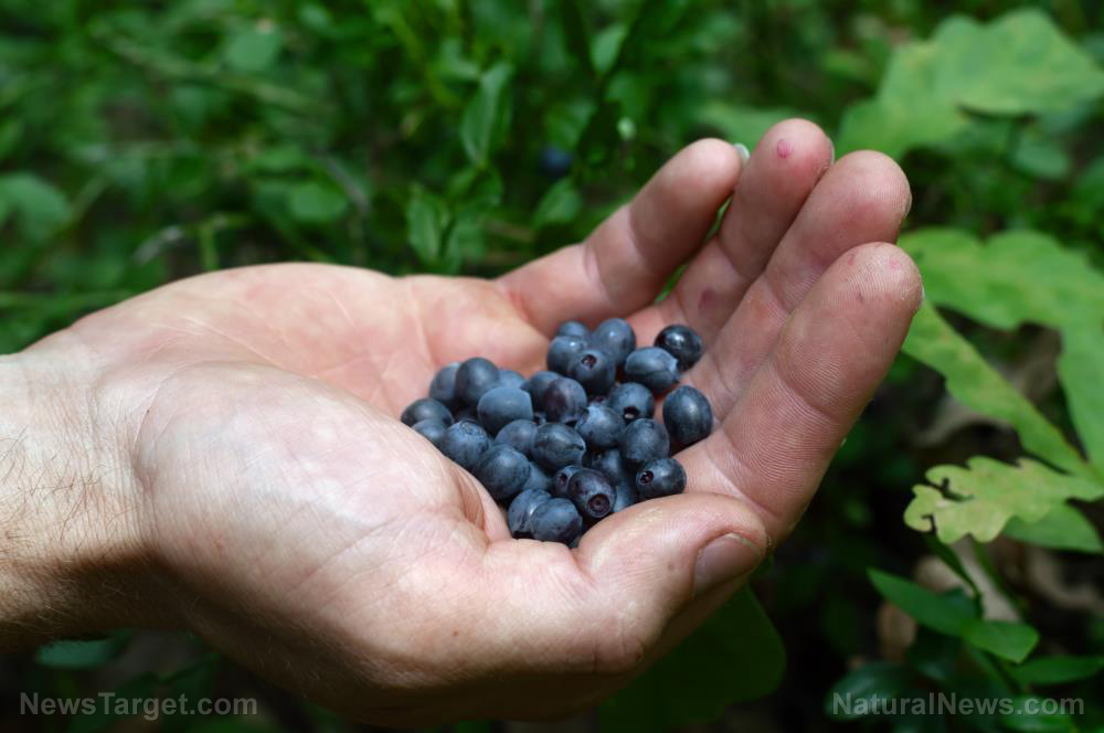 Food supply tips: 5 Things you need to learn when foraging for nutrient-dense food