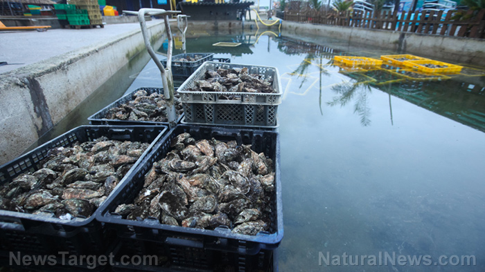 Toxic “forever chemicals” are contaminating Florida oysters