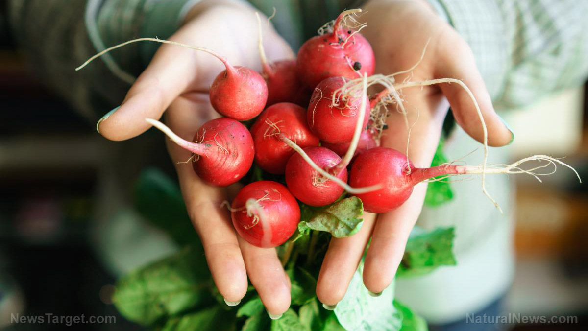 Home gardening tips: How to grow and harvest radishes