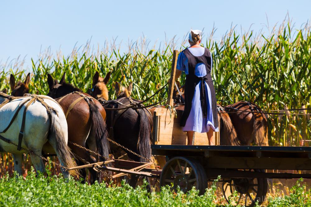 Federal government raids Amish farm for raising livestock and growing crops the natural way