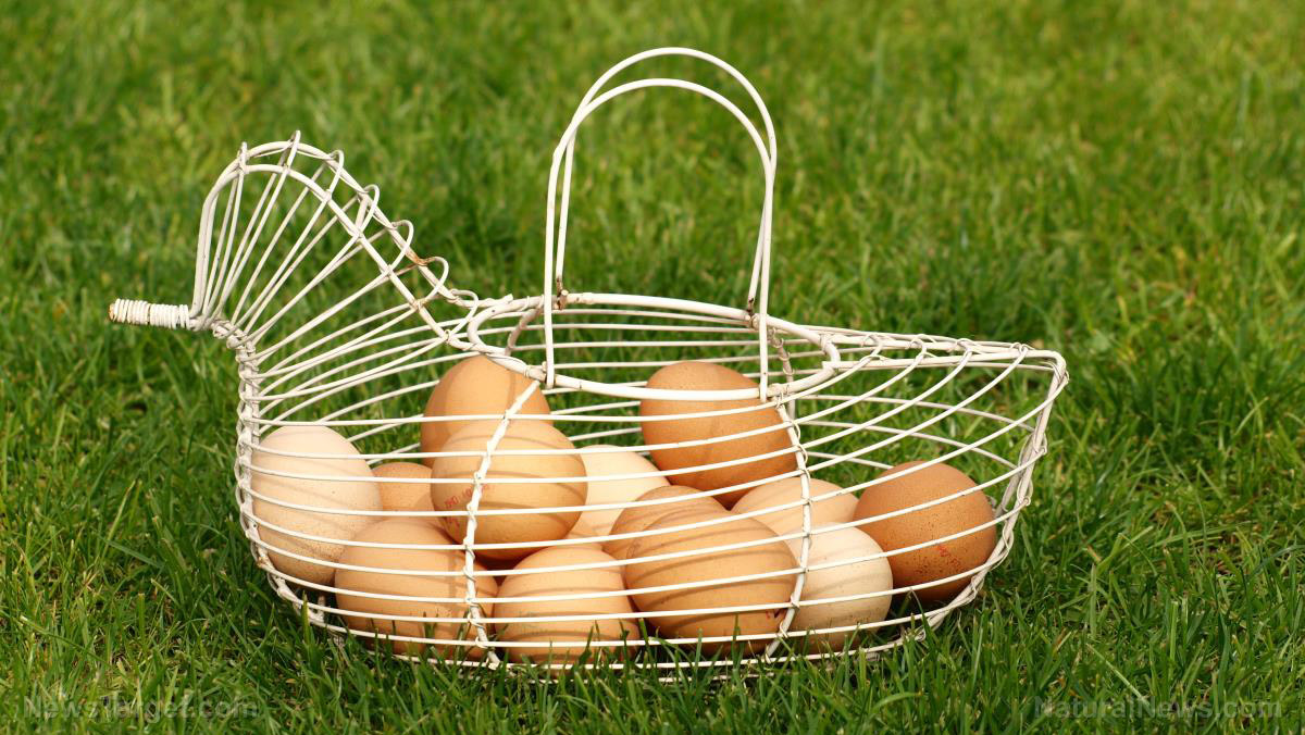Egg prices soar 47% year-over-year in July amid inflation and bird flu outbreaks