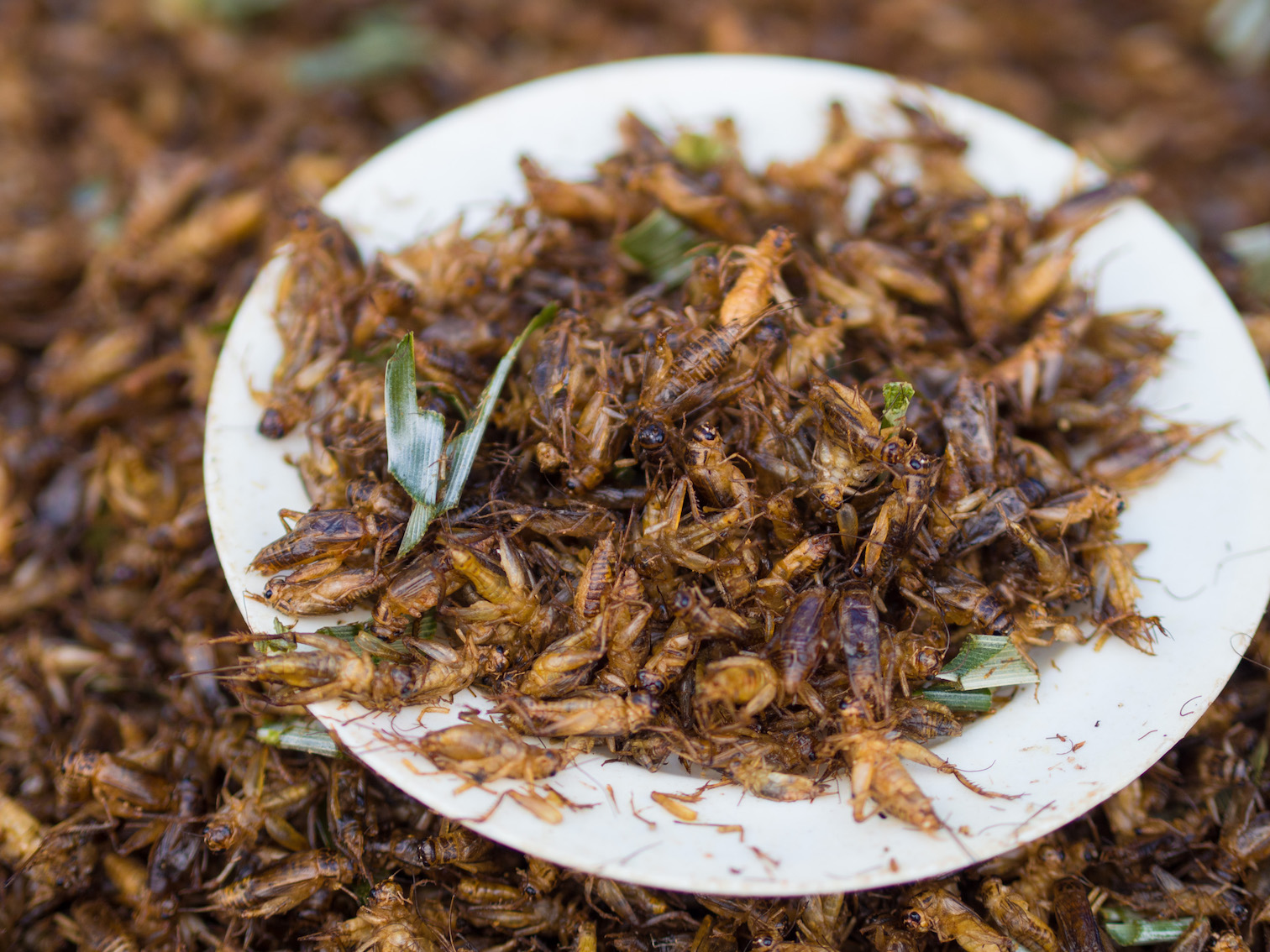 Footage of cricket farm in Canada highlights globalist push to replace beef with bugs