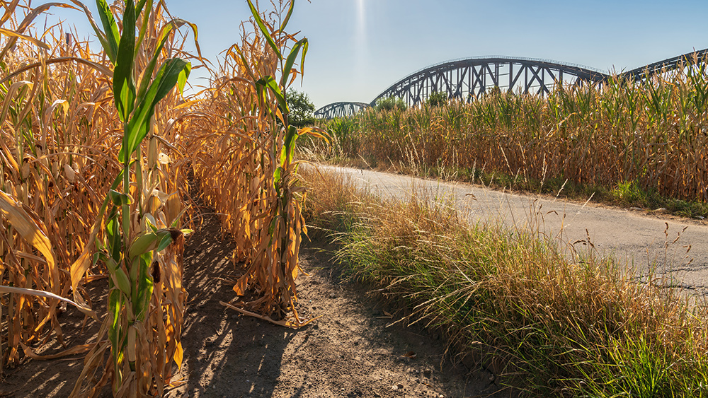 Food crisis continues: Upcoming US harvest expected to be the most disappointing in years