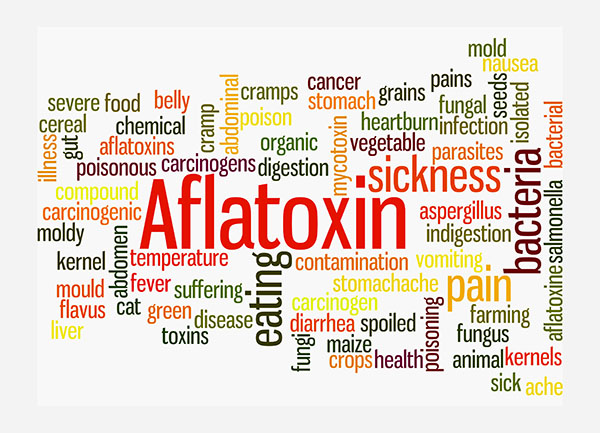 Aflatoxins pose serious health risks to humans and animals