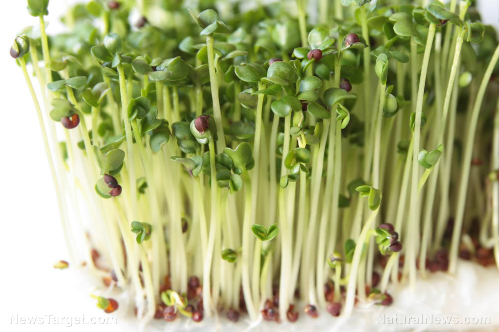 Microgreens: Small in size but big in nutrition