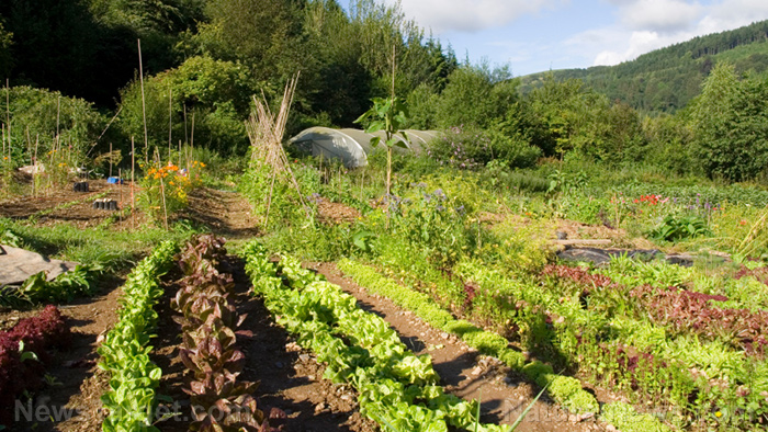 Prepper food supply: Optimizing gardening calories for your survival stockpile