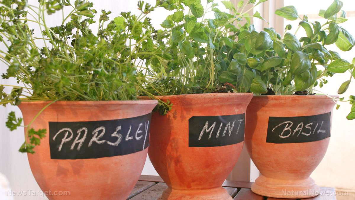 5 Food crops that can be grown year-round in container gardens