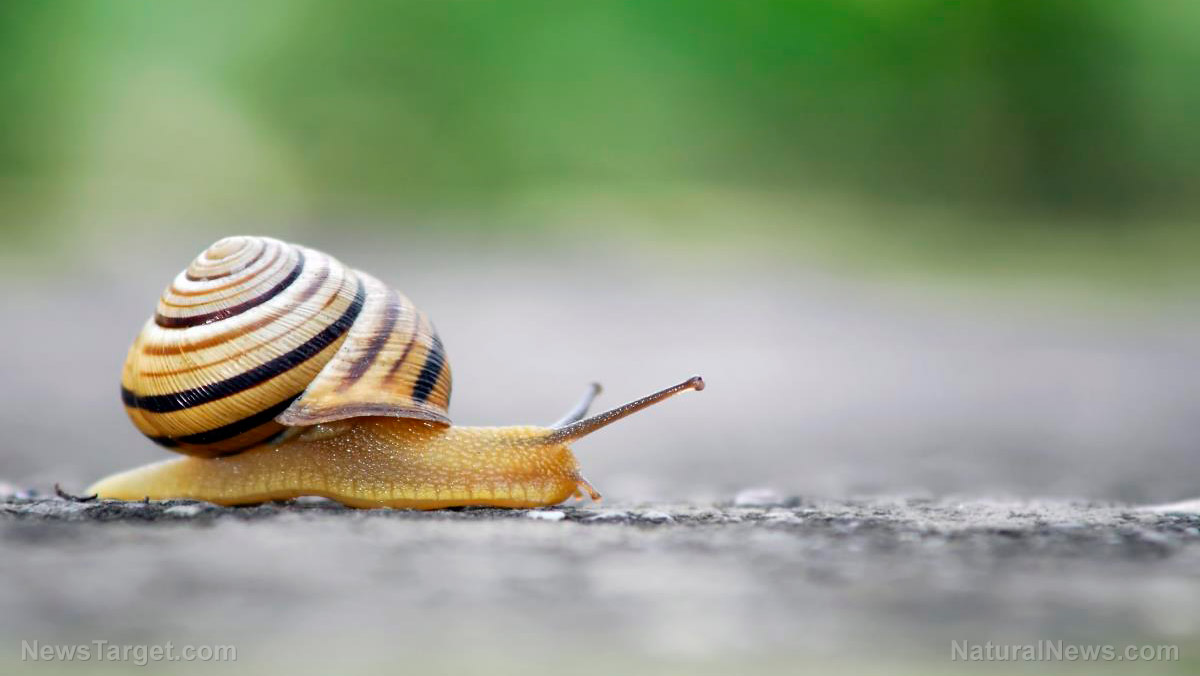 Emergency food supply tips: How to forage and cook slugs and snails