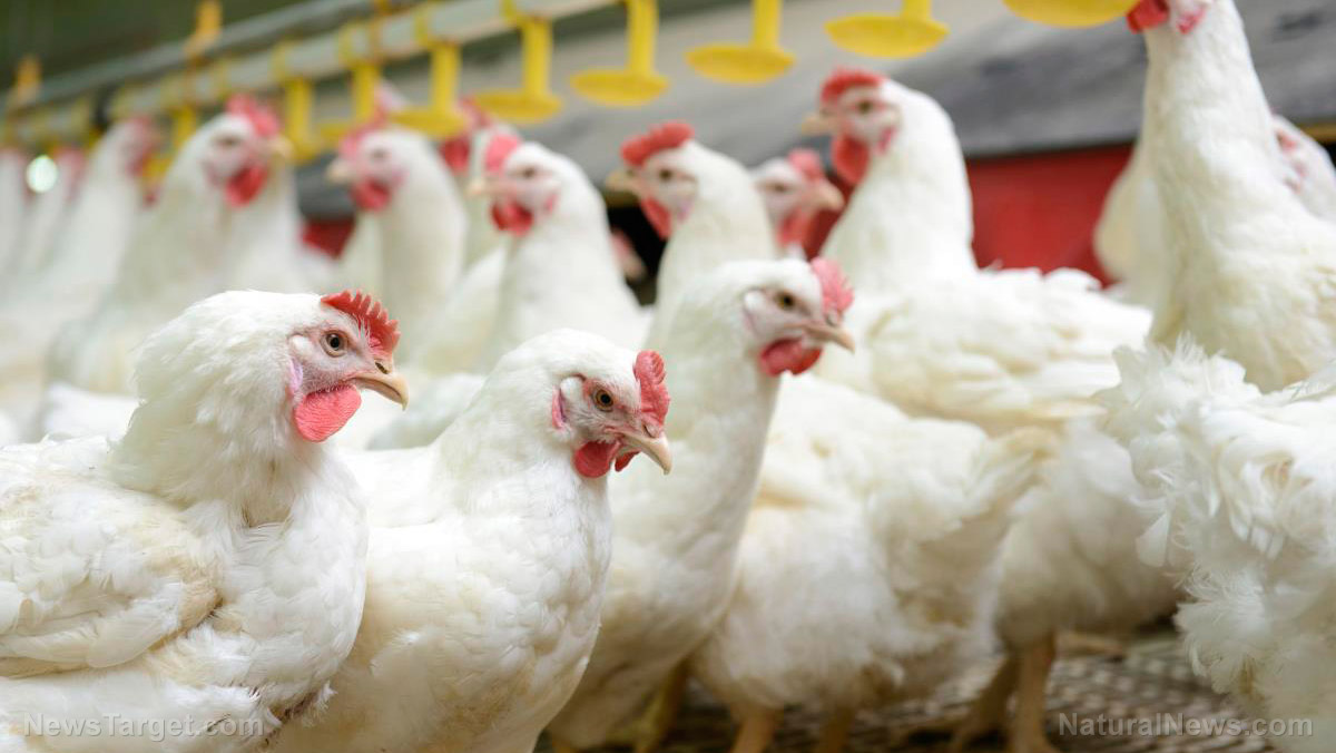 Another attack on the food supply: Chicken farmers report hens are not laying eggs, tainted feed possible culprit
