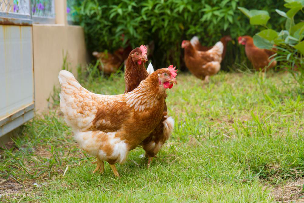 Great Britain considers forcing backyard chickens to be registered due to “avian flu” psy-op