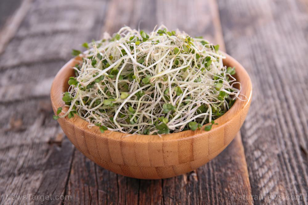 Study: Broccoli and kale microgreens are nutritious superfoods, but their phytonutrient levels vary depending on growth conditions