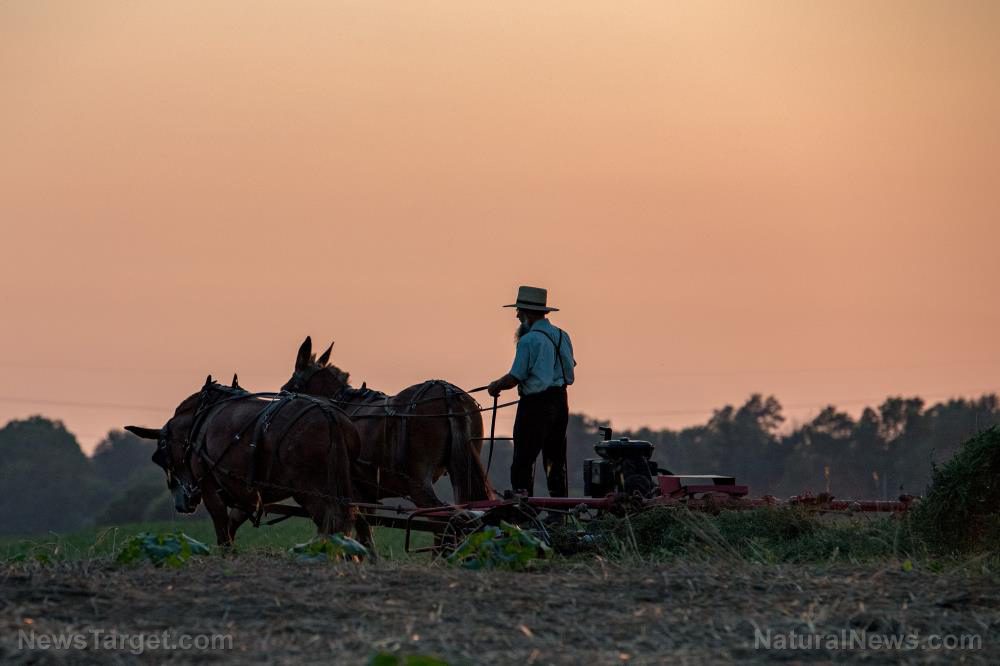 Armed federal agents threaten Amish farmer: embrace pesticides or be destroyed