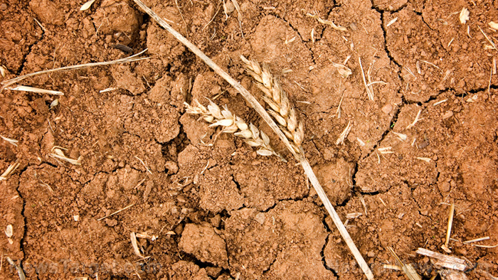 FOOD COLLAPSE INCOMING: Ongoing drought forces farmers to abandon wheat crops