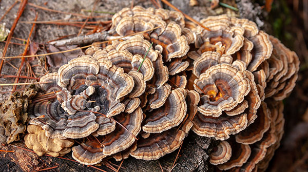 NEW FINDING: Colorful turkey tail mushrooms contain compounds that boost immunity and FIGHT CANCER