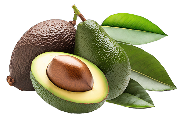Study shows avocado leaves can help repair injuries in major organs
