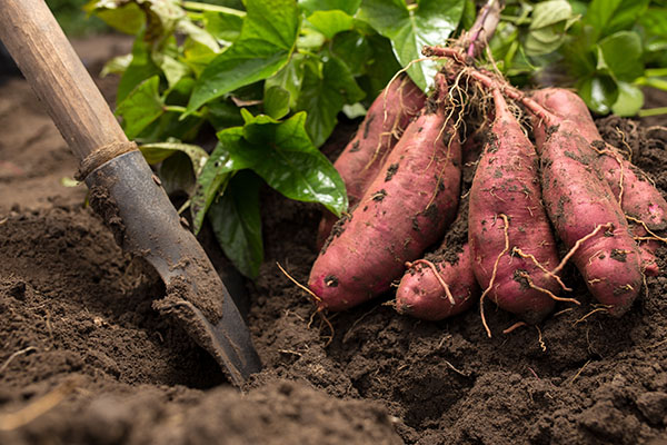 9 Science-backed health and nutrition benefits of eating sweet potatoes