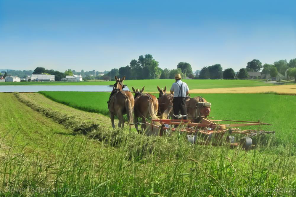 An Amish farmer’s food rights battle