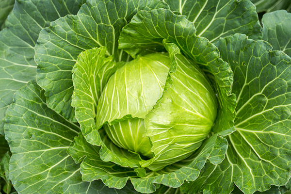 Cabbage juice is an amazing health tonic with a flurry of nutrients and powerful benefits