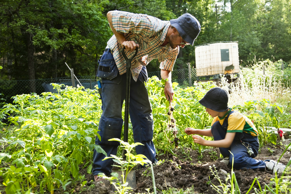 Food freedom: Gardening options for self-sufficient preppers