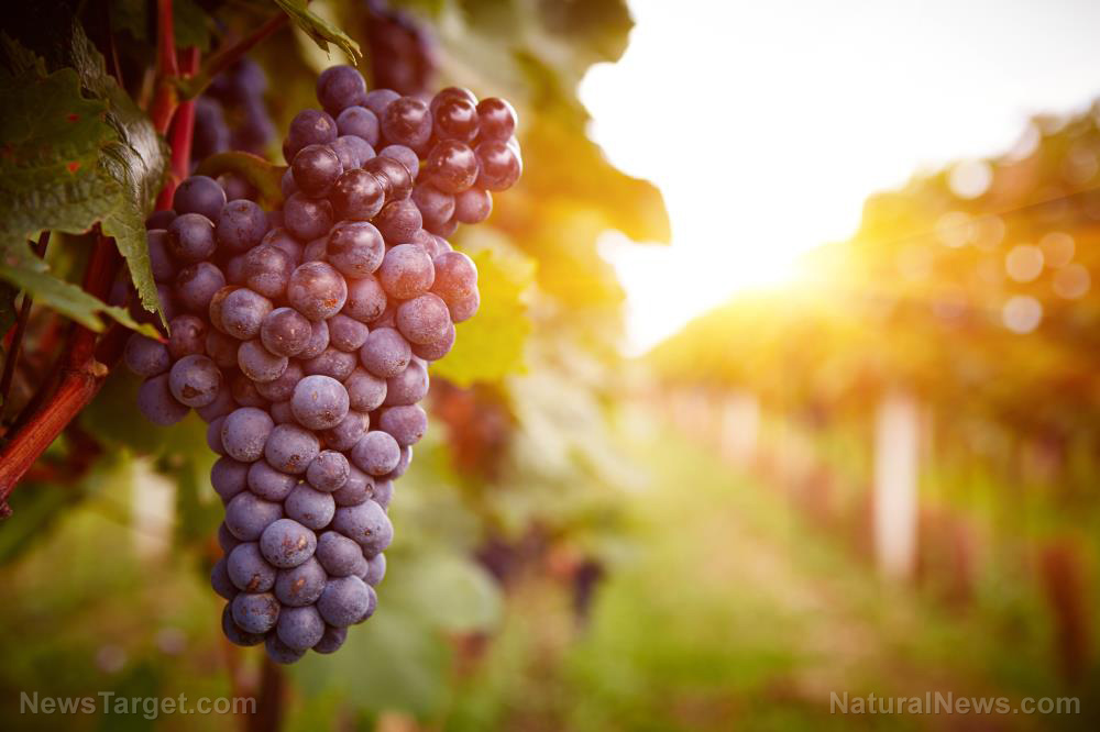 Research: Compounds in grapes offer powerful protection against heart disease